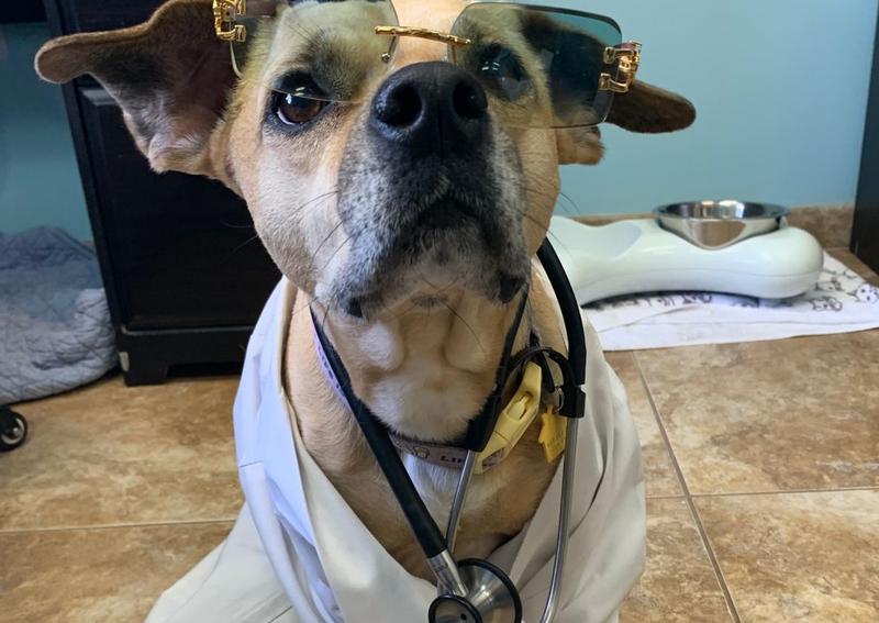 Carousel Slide 5: Dr. Doodle at your service!