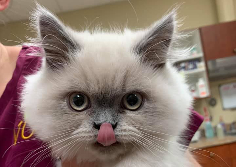 Carousel Slide 6: Cat Veterinary Care, Lithia